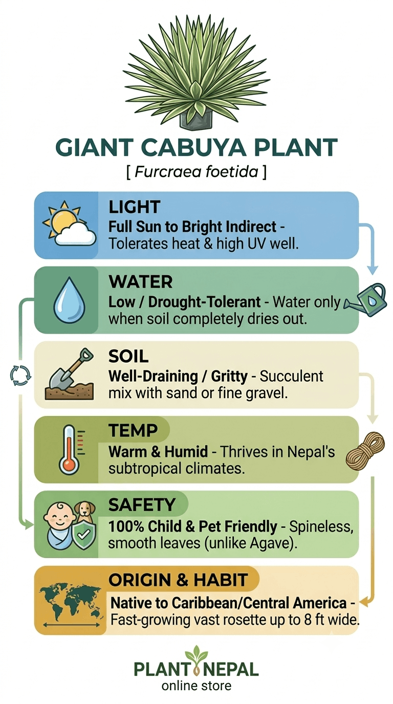 giant cabuya care tips