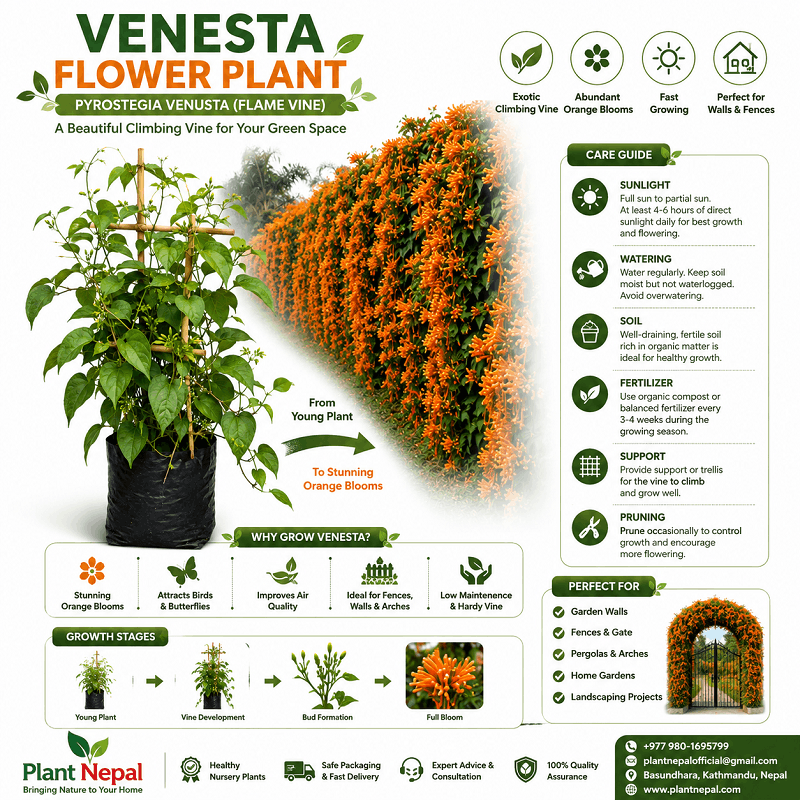 venusta benifits