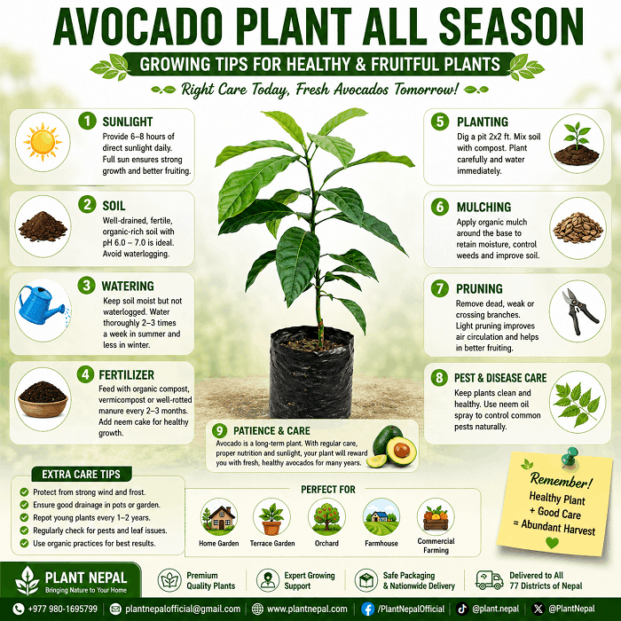 Avocado All time Growing Guide for Avocado