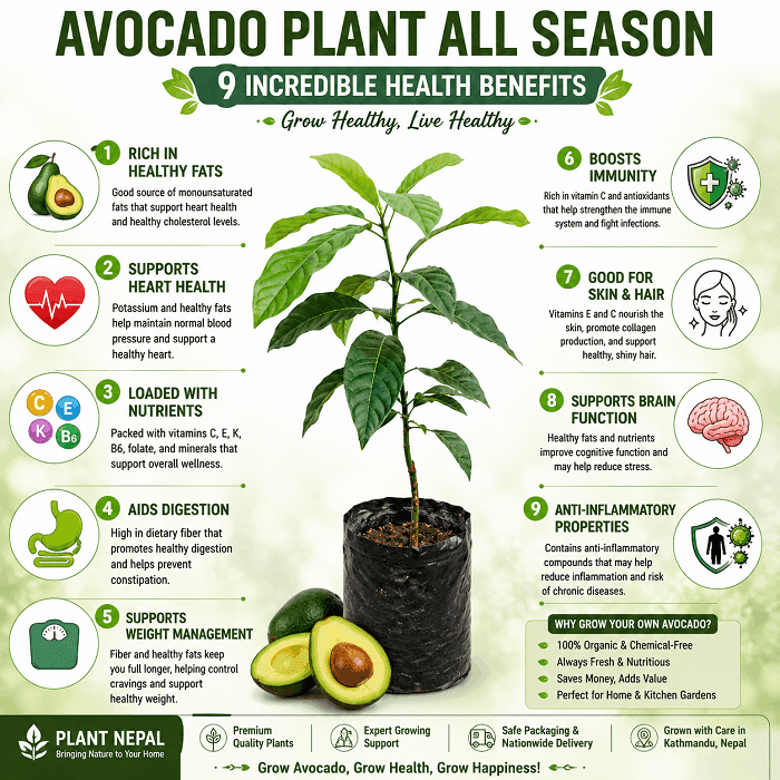 Avocado health benefits