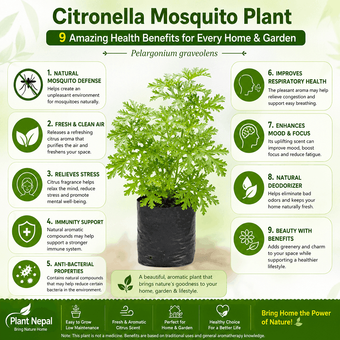 Citronella Mosquito -9 Amazing Benefits for Every Garden