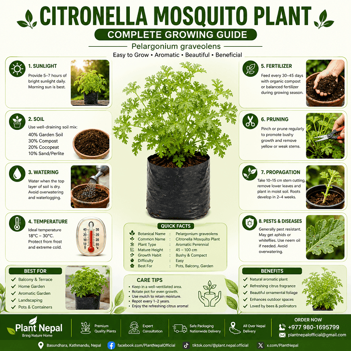 Citronella Mosquito Plant- compelete growing guide