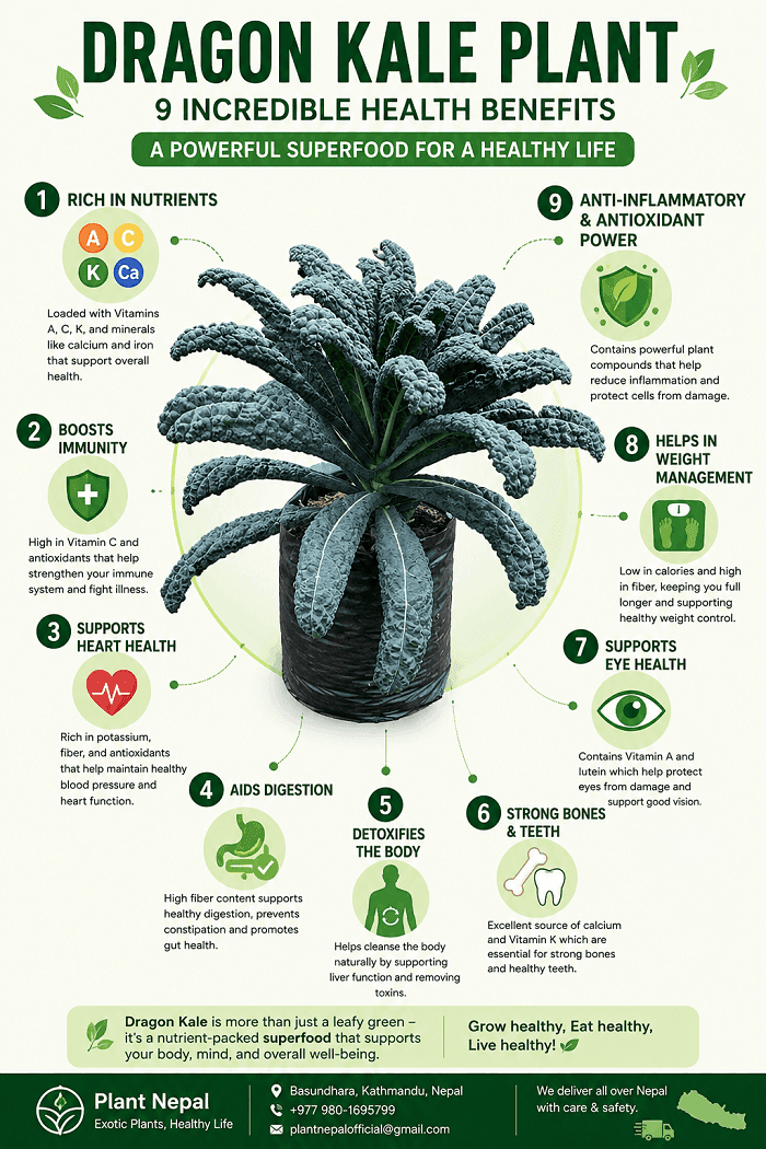 Dragon Kale Plant – Premium Exotic Leafy Superfood for Nepal