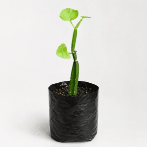 Hadjod Plant (Cissus quadrangularis) in round black nursery polybag | Plant Nepal