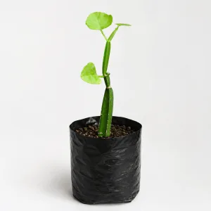 Hadjod Plant (Cissus quadrangularis) in round black nursery polybag | Plant Nepal