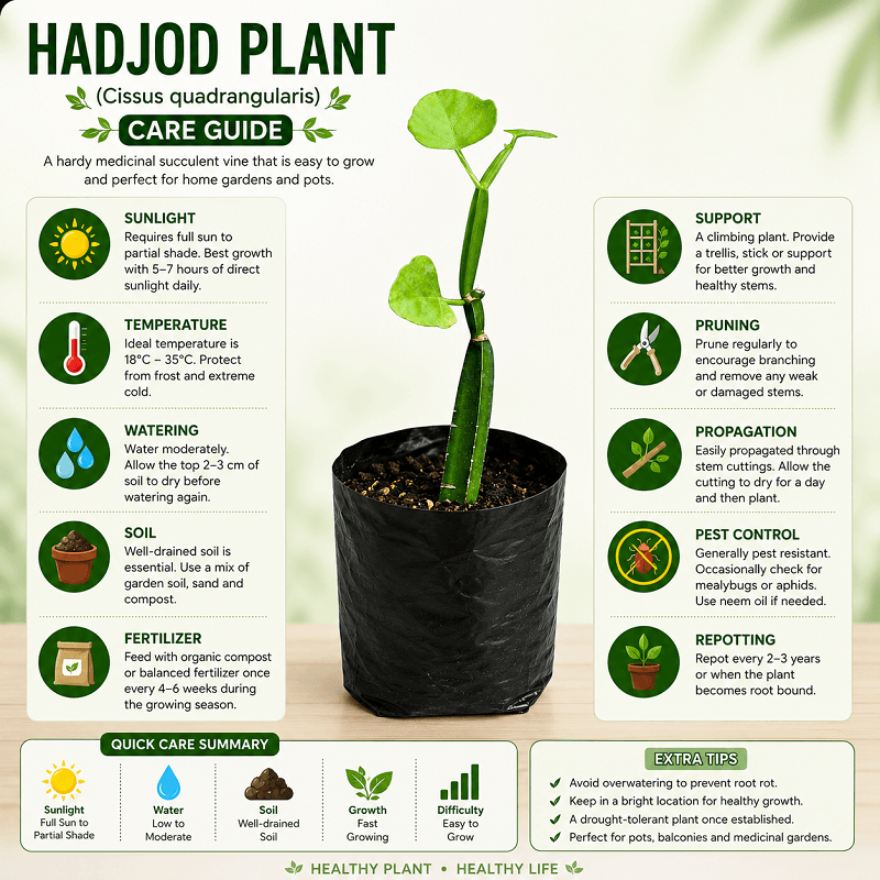 Hadjod Plant (Cissus quadrangularis) care guide infographic with watering, sunlight, soil, fertilizer and propagation tips