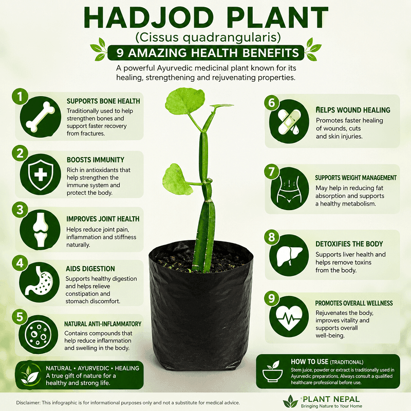 Hadjod Plant (Cissus quadrangularis) health benefits infographic showing 9 traditional medicinal uses