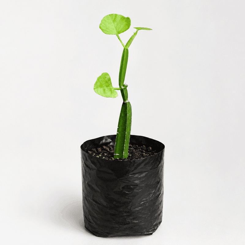 Hadjod Plant (Cissus quadrangularis) in round black nursery polybag | Plant Nepal