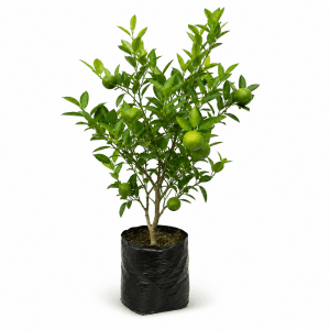 Junar Fruit Plant