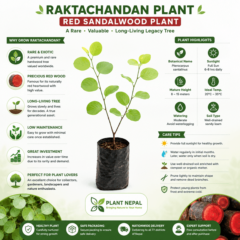 Red Sandalwood Plant