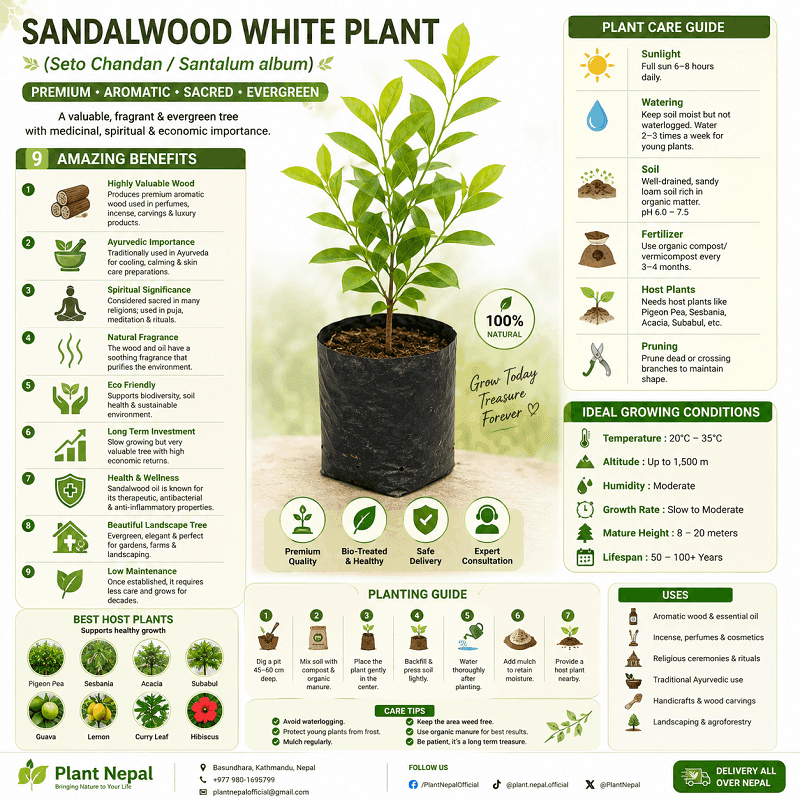 Sandalwood White Plant Care Guide