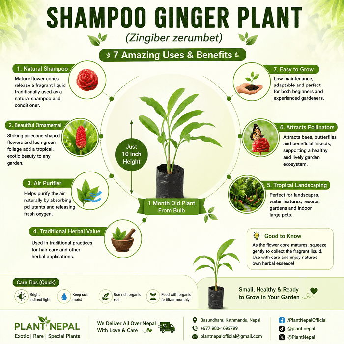 Shampoo Ginger Plant benifits