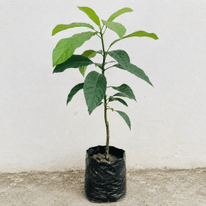Healthy Avocado Plant All Season growing in a black nursery poly bag at Plant Nepal, ideal for home gardens and fruit lovers in Nepal.