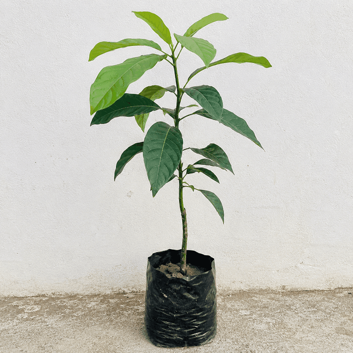 Healthy Avocado Plant All Season growing in a black nursery poly bag at Plant Nepal, ideal for home gardens and fruit lovers in Nepal.