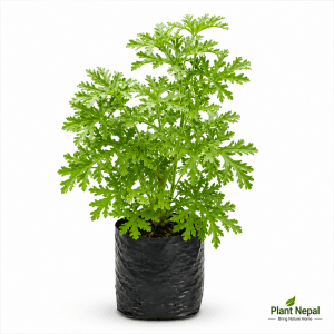 Healthy Citronella Mosquito Plant (Pelargonium graveolens) in a black nursery poly bag from Plant Nepal, ideal for home gardens, balconies, and outdoor landscaping in Nepal.