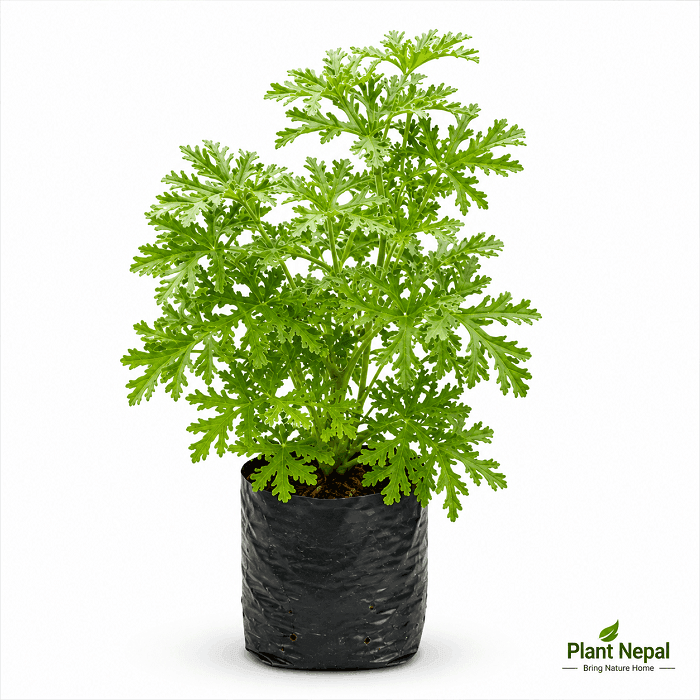 Healthy Citronella Mosquito Plant (Pelargonium graveolens) in a black nursery poly bag from Plant Nepal, ideal for home gardens, balconies, and outdoor landscaping in Nepal.
