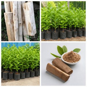 Healthy Sandalwood White Plant (Seto Chandan) in nursery bag available at Plant Nepal with safe delivery across Nepal.