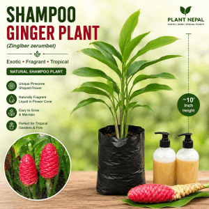 Shampoo Ginger Plant (Zingiber zerumbet) live plant in black poly bag at Plant Nepal