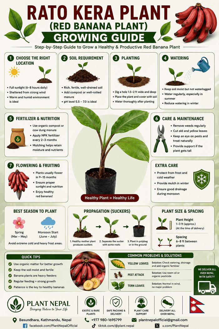 Rato Kera Plant growing guide showing sunlight soil watering fertilizer and care