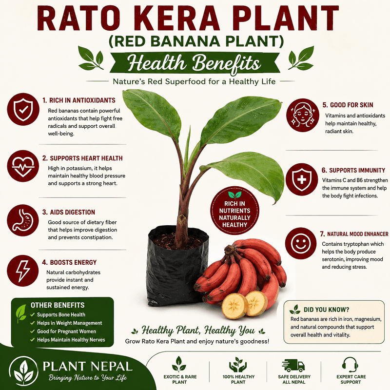 Rato Kera Plant health benefits and red banana nutrition infographic