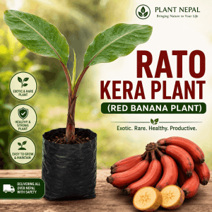 Rato Kera Plant Red Banana Plant for sale in Nepal by Plant Nepal