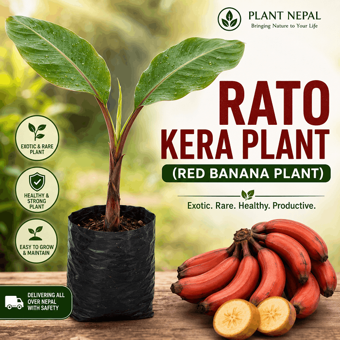 Rato Kera Plant Red Banana Plant for sale in Nepal by Plant Nepal