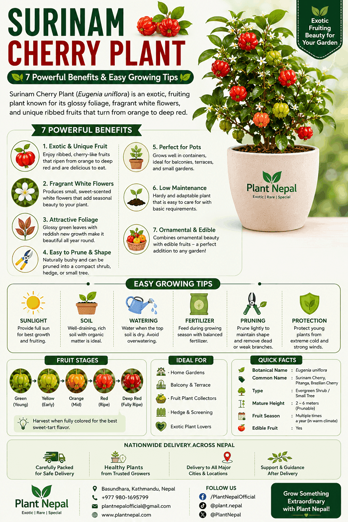 Surinam Cherry Plant infographic showing 7 benefits, growing tips, fruit stages and care requirements