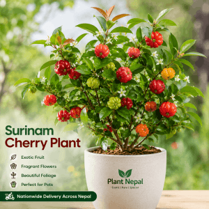 Surinam Cherry Plant with glossy leaves, white flowers and ripe red fruit