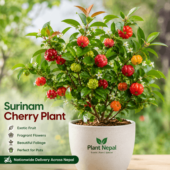 Surinam Cherry Plant with glossy leaves, white flowers and ripe red fruit